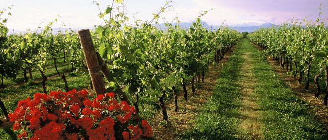 Lugana DOC San Benedetto | Wines
