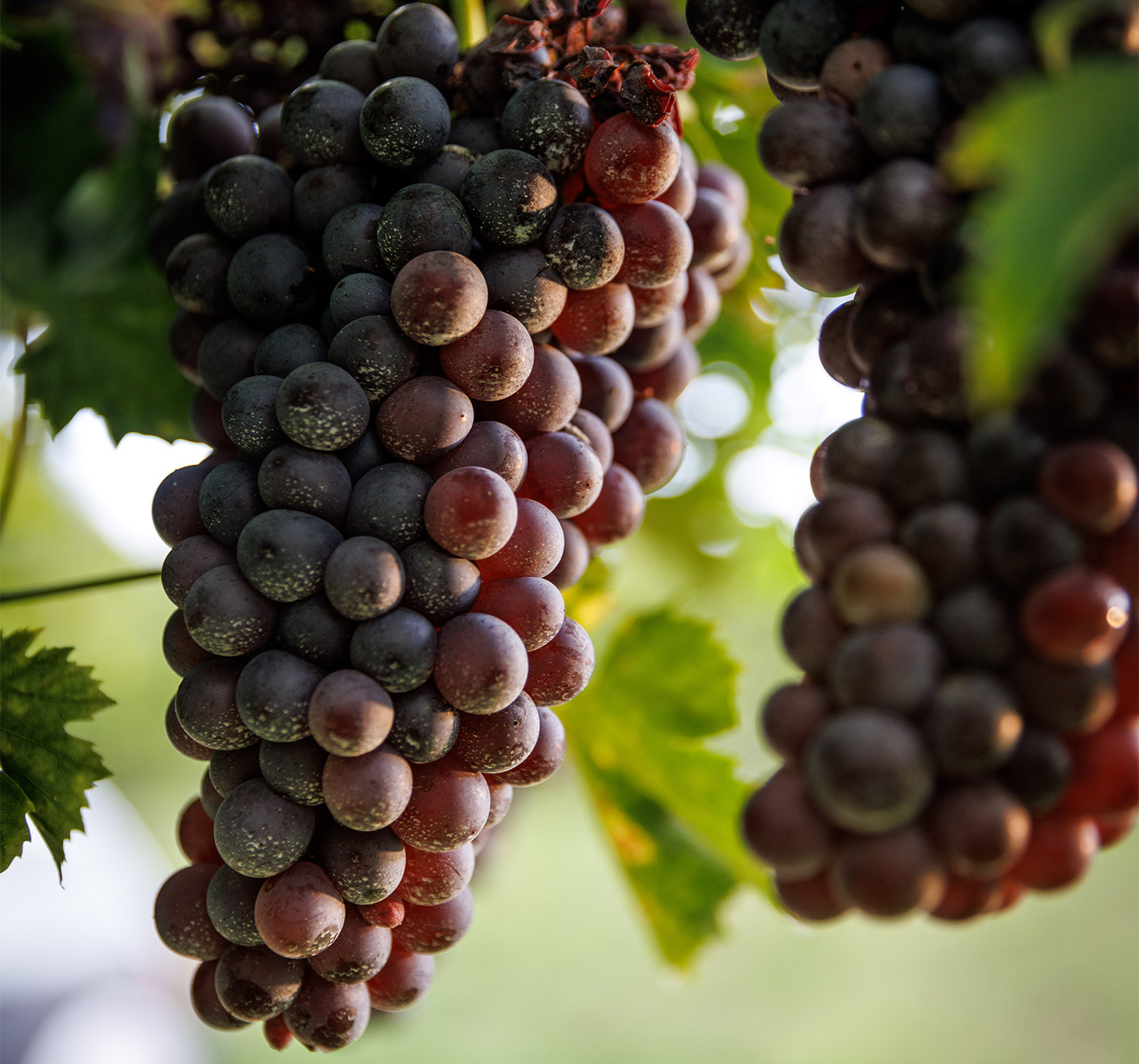 Podere-prospero-gallery-3