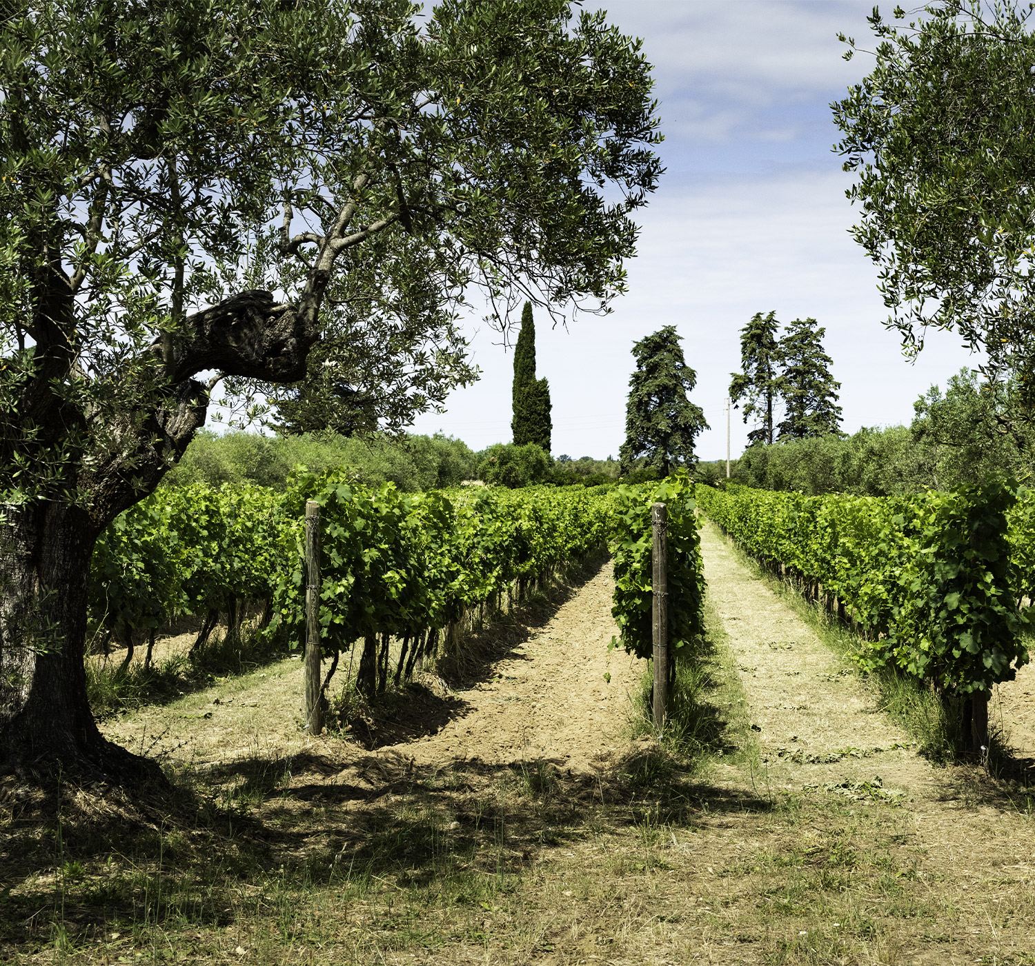 Podere-prospero-gallery-5